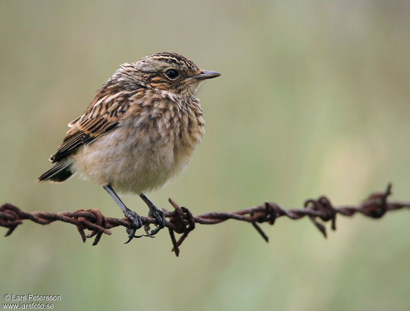 Whinchat