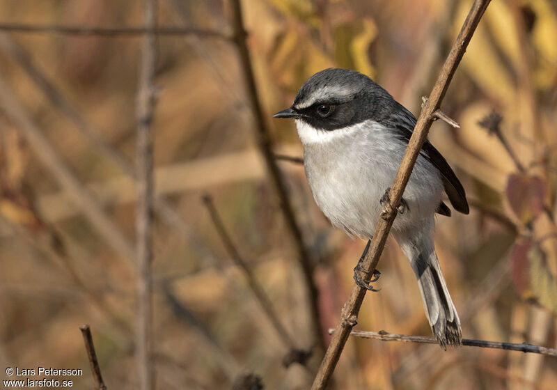 Grey Bush Chat