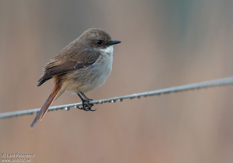 Grey Bush Chat