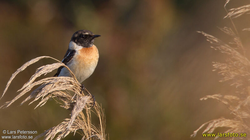 European Stonechat