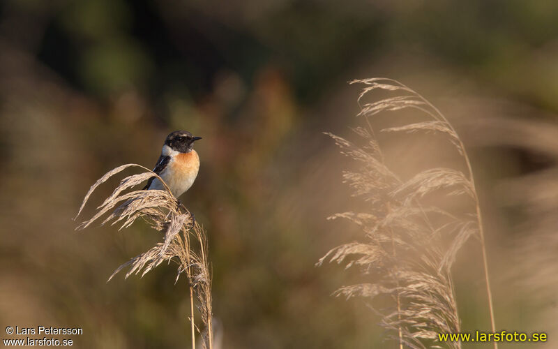 European Stonechat