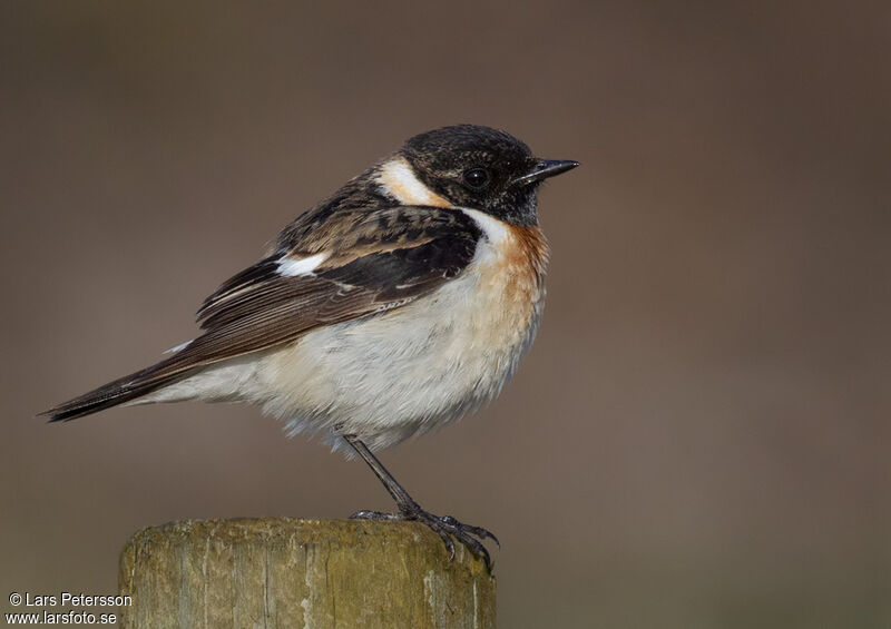 European Stonechat