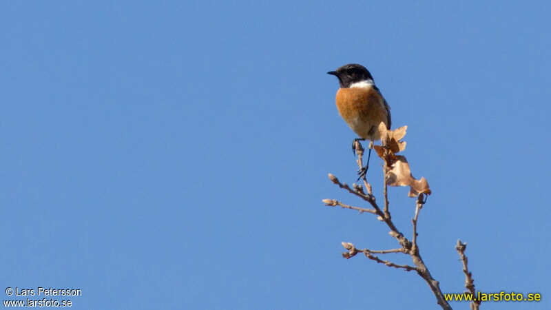 European Stonechat