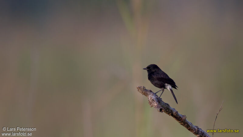 Pied Bush Chat