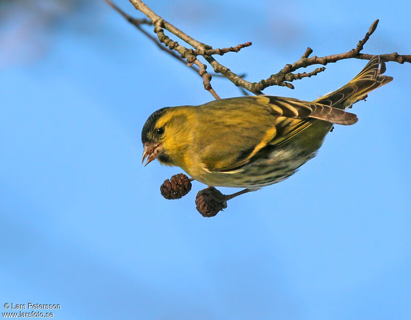 Eurasian Siskin