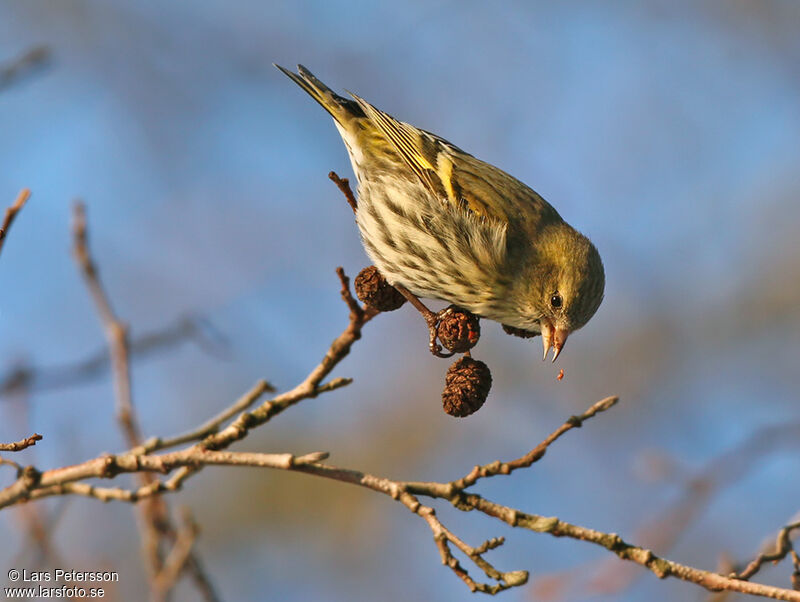 Eurasian Siskin