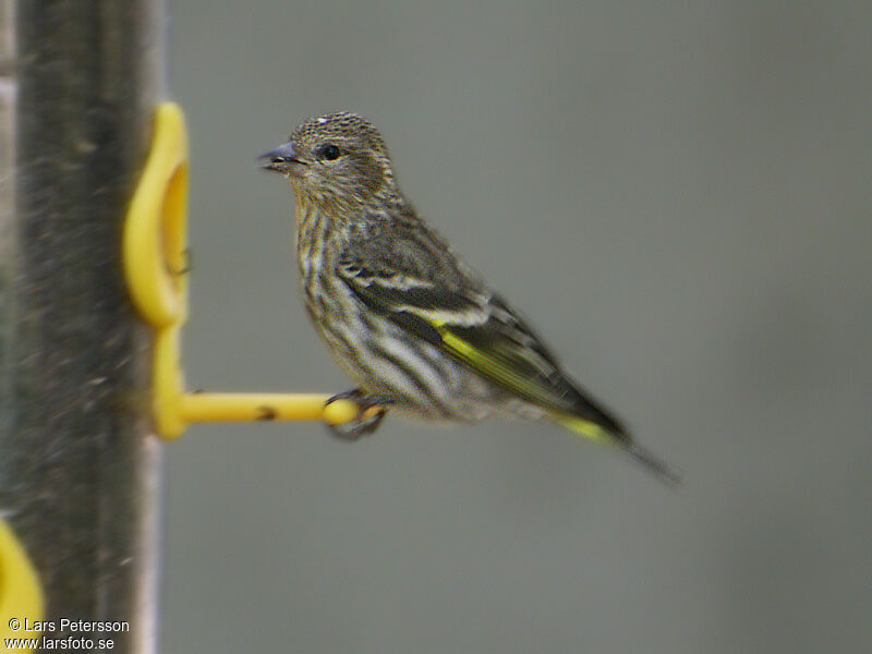 Pine Siskin