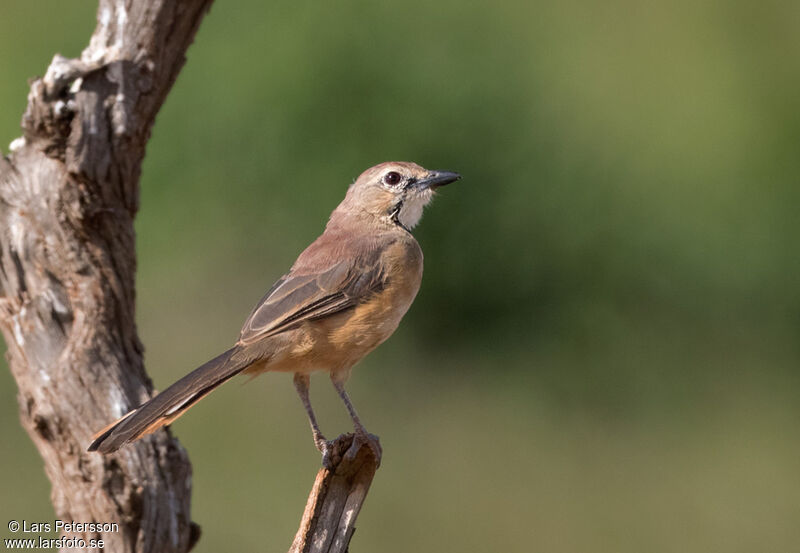 Rosy-patched Bushshrike