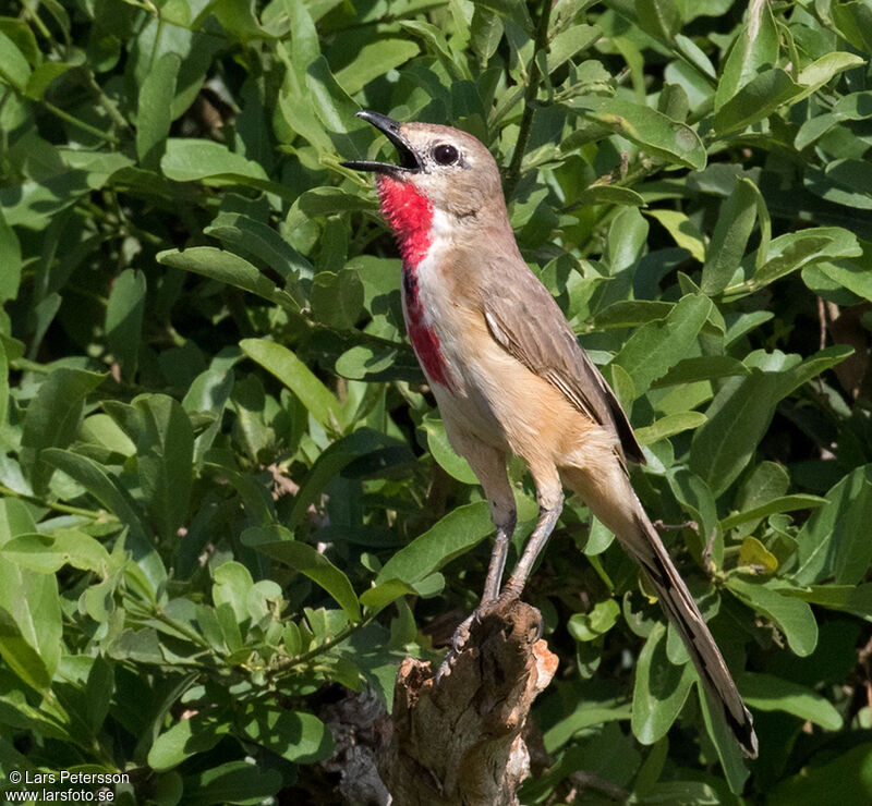 Rosy-patched Bushshrike