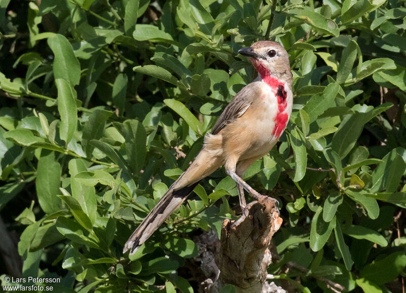 Rosy-patched Bushshrike