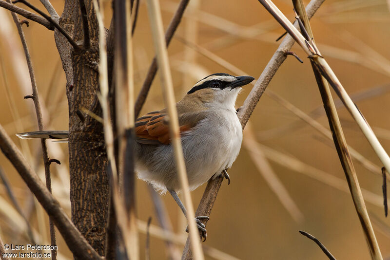 Black-crowned Tchagra