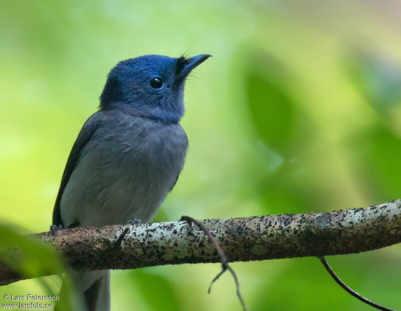 Black-naped Monarch