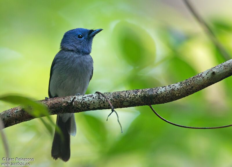 Black-naped Monarch