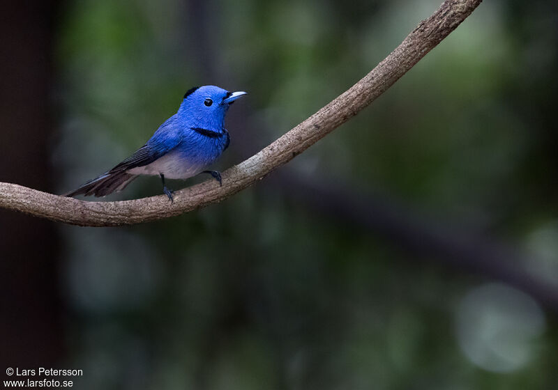 Black-naped Monarch