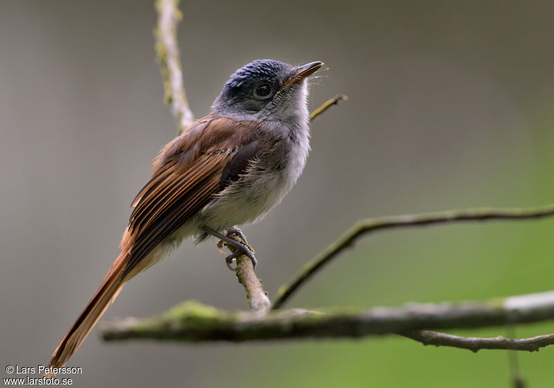 Sao Tome Paradise Flycatcher