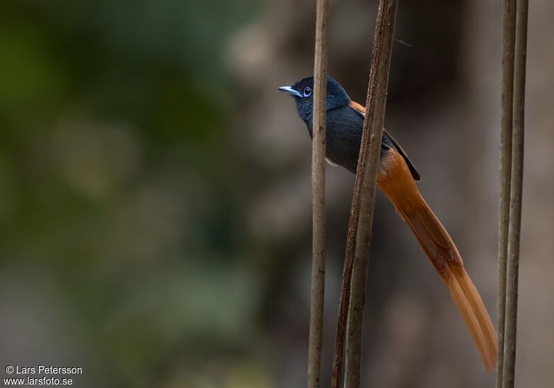 Rufous-vented Paradise Flycatcher