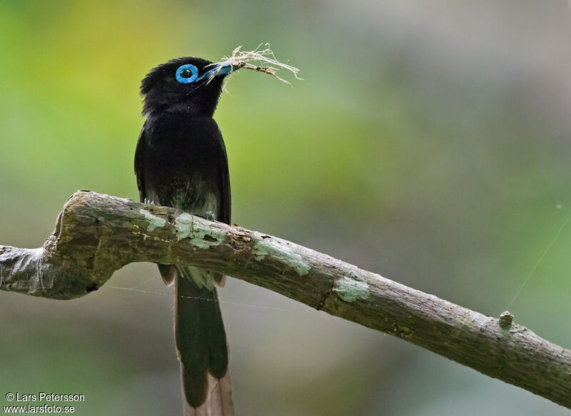 Black Paradise Flycatcher