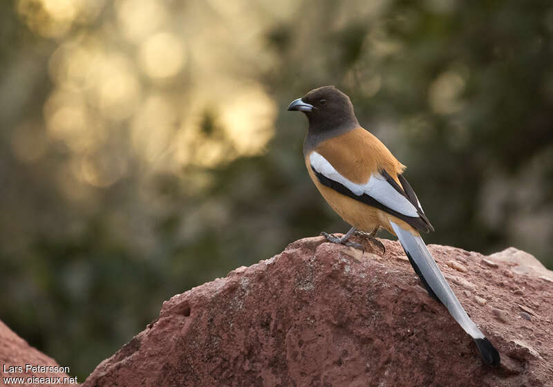 Témia vagabondeadulte, identification