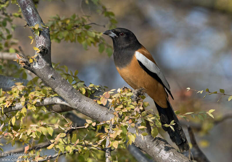 Témia vagabondeadulte, identification