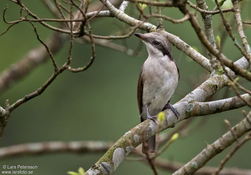 Large Woodshrike