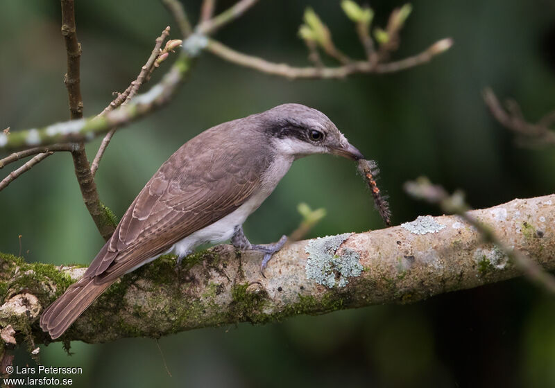 Large Woodshrike