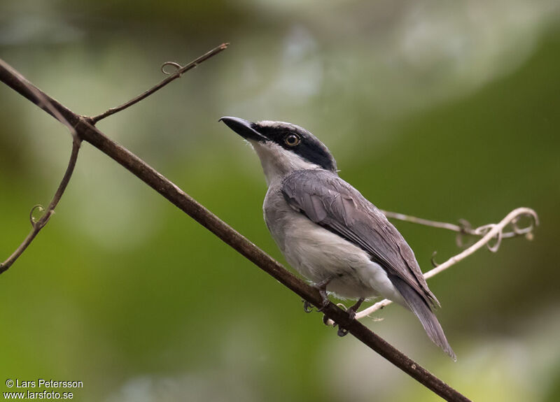 Large Woodshrike