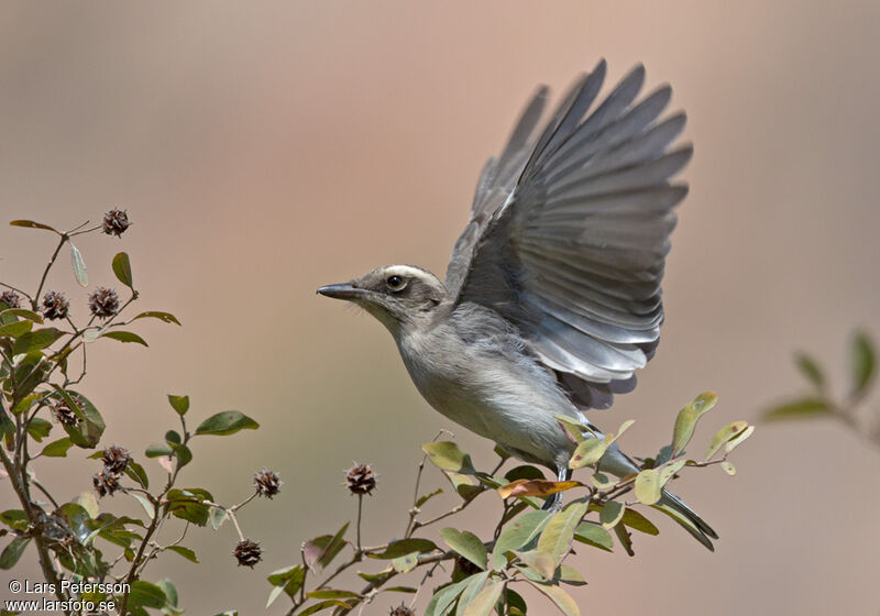 Common Woodshrike