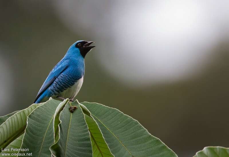 Swallow Tanager male adult, identification