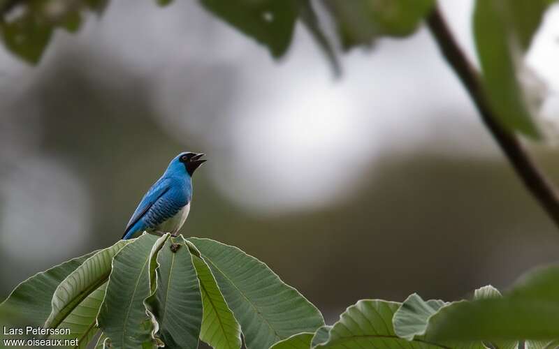 Tersine hirondelle mâle adulte, chant