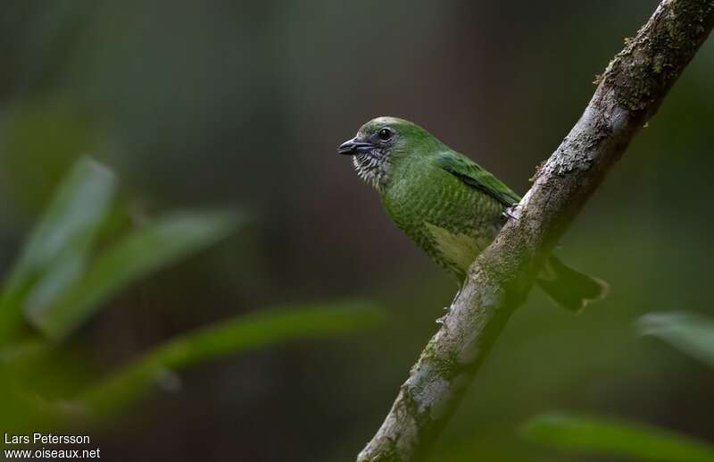 Swallow Tanager female adult, identification