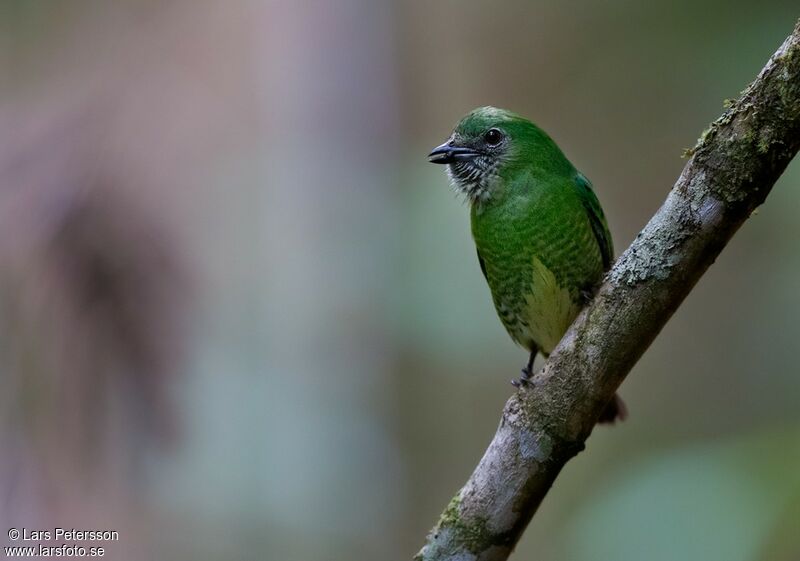 Tersine hirondelle