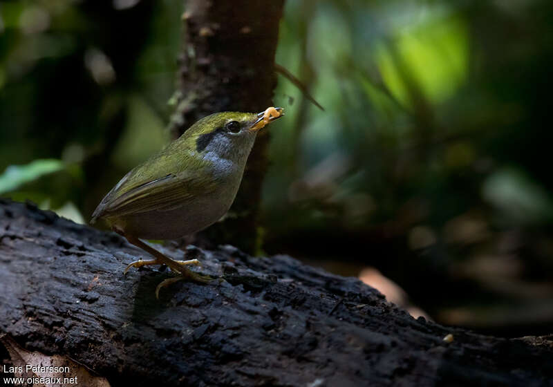 Grey-bellied Tesiaadult, identification