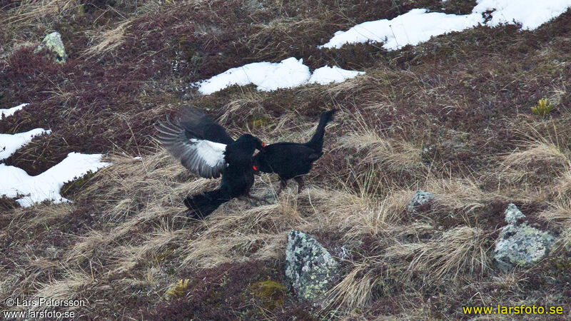 Caucasian Grouse male, Behaviour