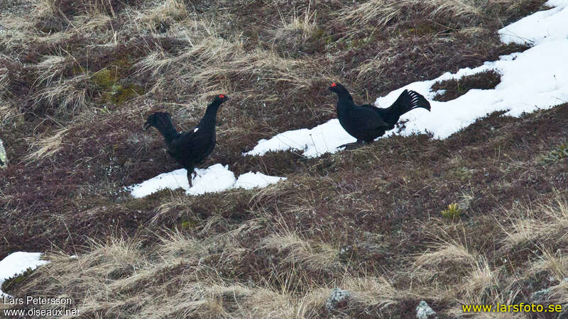 Caucasian Grouse male adult, habitat, pigmentation, courting display, Behaviour