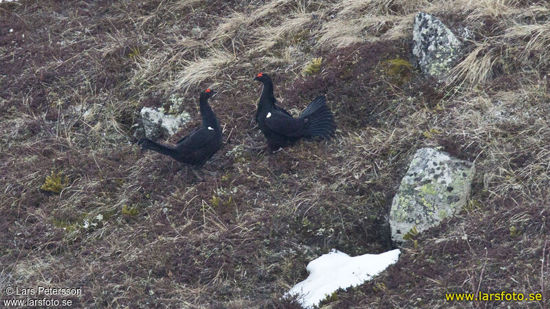 Tétras du Caucase