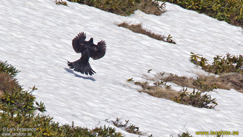 Caucasian Grouse