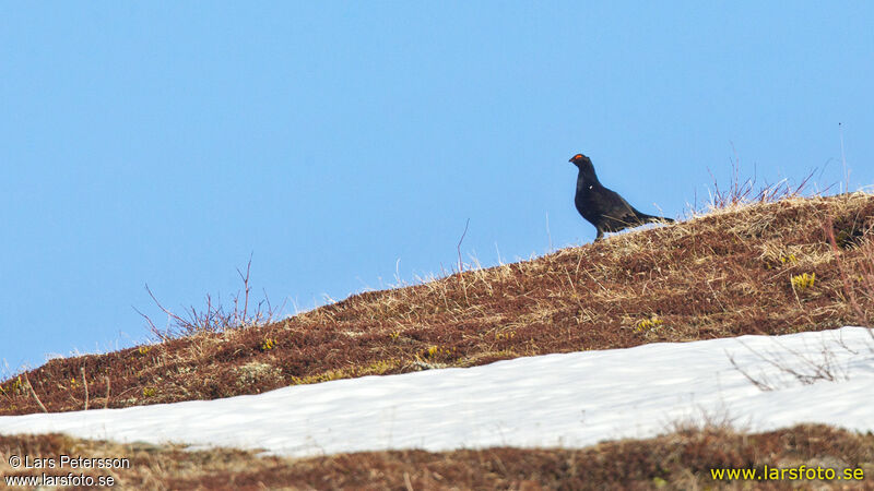 Caucasian Grouse