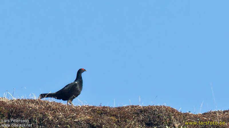 Tétras du Caucase mâle adulte, identification