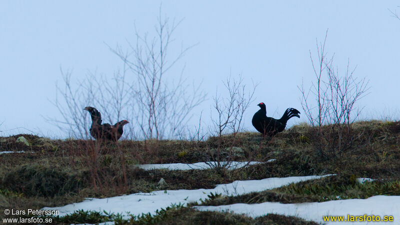 Tétras du Caucase