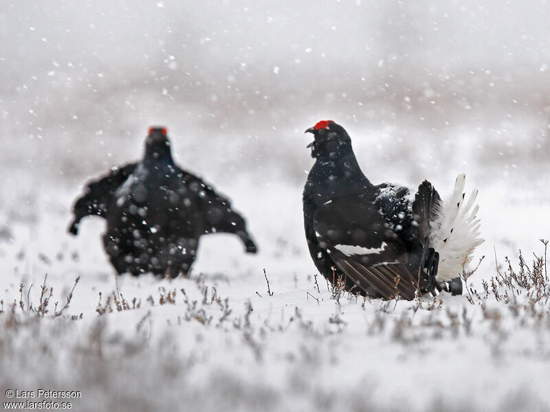 Black Grouse