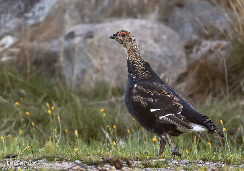 Black Grouse