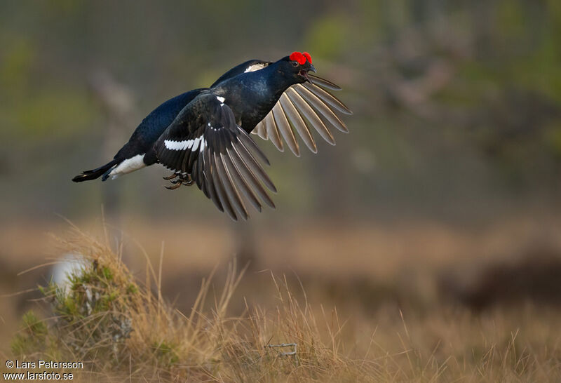 Black Grouse