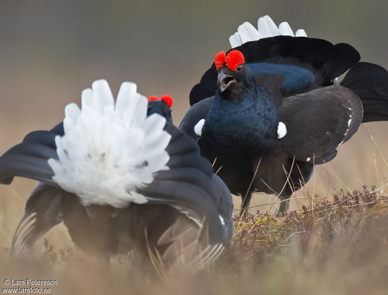 Black Grouse