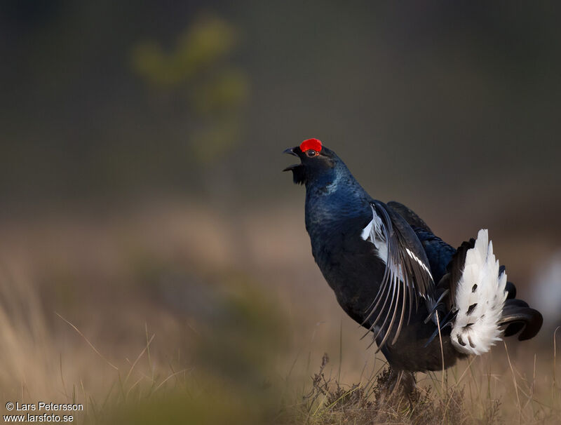 Black Grouse