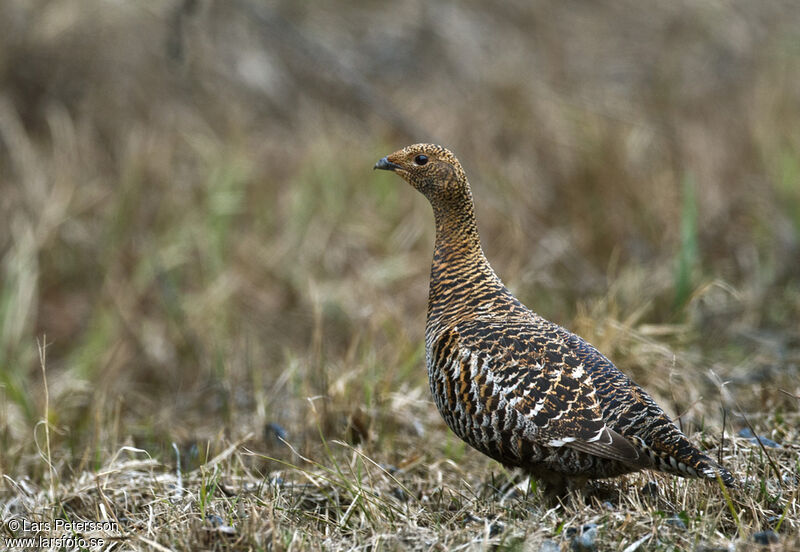 Black Grouse