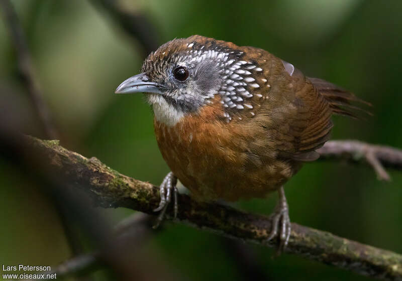 Timalie à cou tachetéadulte, identification