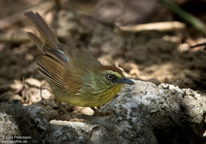 Pin-striped Tit-Babbler