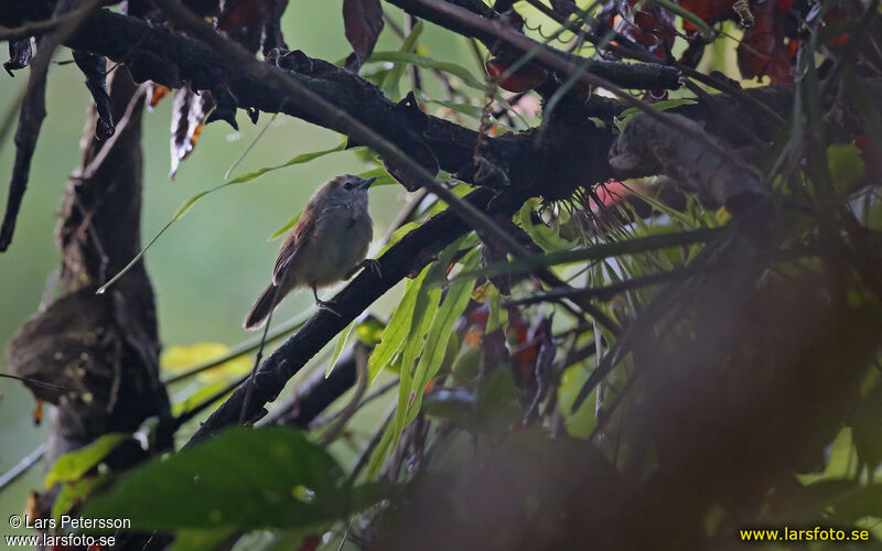 Timalie à poitrine blanche, identification