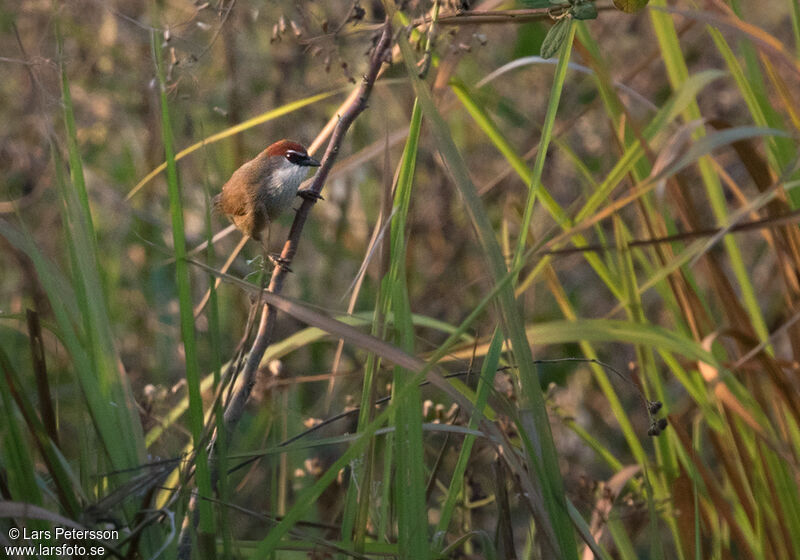 Chestnut-capped Babbler