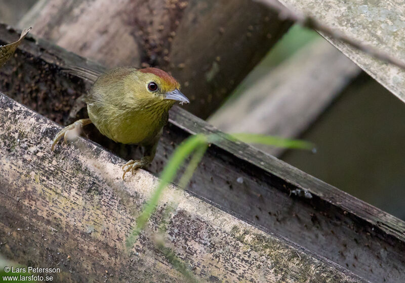 Rufous-capped Babbler